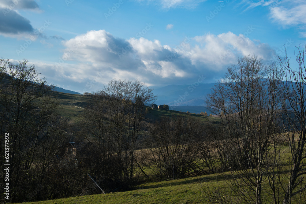 Green field with blue sky in trees