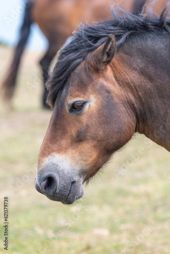 Head shot of an Exmoor pony © tom