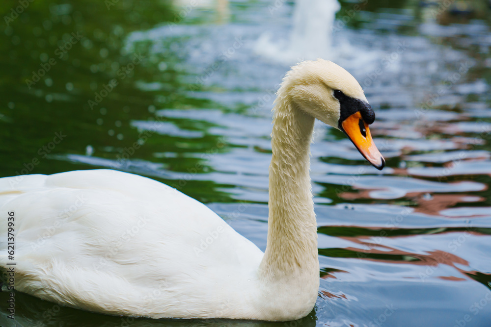 Beautiful white swans swim in the pond. Birds are bred in parks Beautiful white swans swim in the pond. Birds are bred in parks