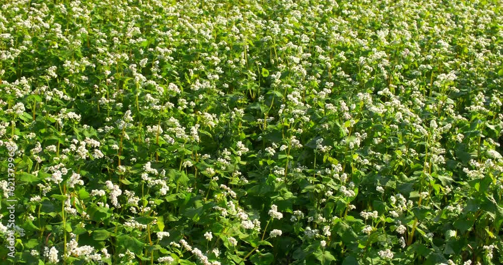 Buckwheat field on a sunny morning. Large fields in the morning sun, near the forest. Buckwheat honey, hives and bees producing buckwheat honey. Buckwheat field on a sunny morning. Large fields in the morning sun, near the forest. Buckwheat honey, hives and bees producing buckwheat honey.