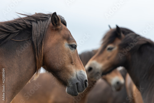 Fototapeta Naklejka Na Ścianę i Meble -  Head shot of an Exmoor pony