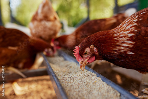 Print op canvas chicken eats feed and grain at eco chicken farm, free range chicken farm