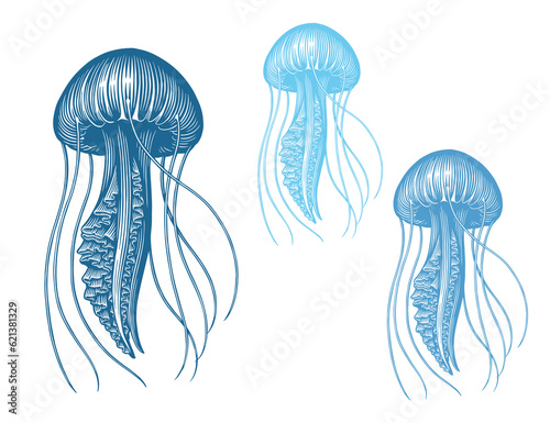 Jellyfish. Marine life. Editable hand drawn illustration. Vector vintage engraving. Isolated on a white background. 8 EPS
