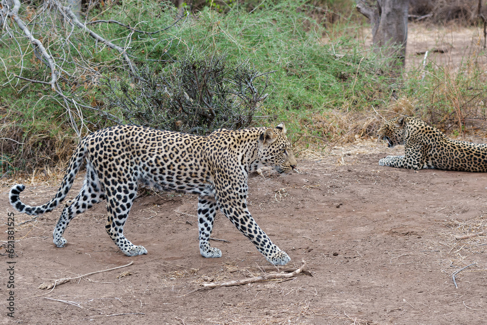 Leopard (Panthera Pardus). Young male leopard trying to steal food from his mother in Mashatu Game Reserve in the Tuli Block in Botswana Leopard (Panthera Pardus). Young male leopard trying to steal food from his mother in Mashatu Game Reserve in the Tuli Block in Botswana