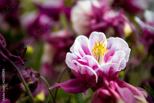 Aquilegia flower in the garden