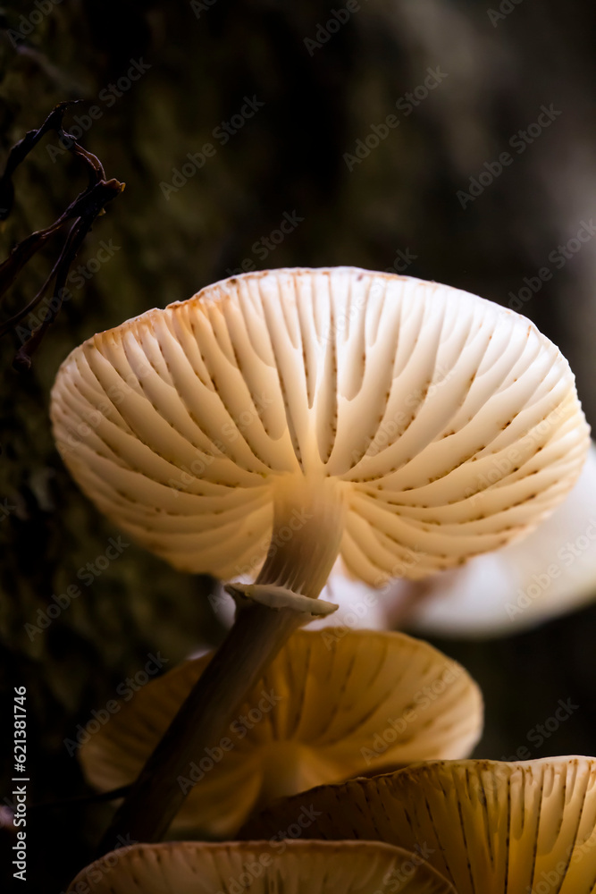 mushroom in the forest mushroom in the forest