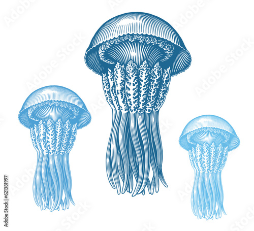 Jellyfish. Marine life. Editable hand drawn illustration. Vector vintage engraving. Isolated on a white background. 8 EPS