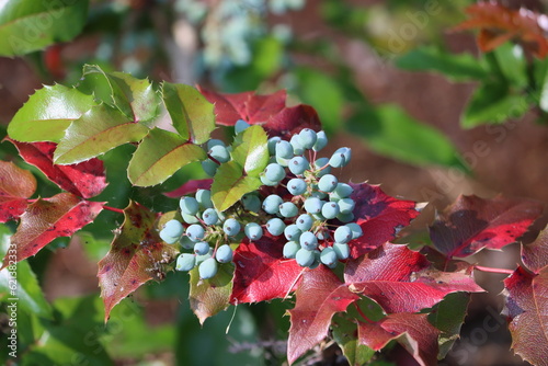 Sweden. Mahonia aquifolium, the Oregon grape or holly-leaved barberry, is a species of flowering plant in the family Berberidaceae, native to western North America.  photo