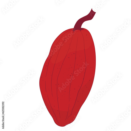 Cocoa fruits vector stock illustration. Isolated on a white background. Tropical plant, cooking, chocolate.