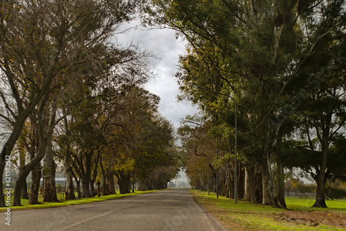 Camino entre árboles en Zárate, Buenos Aires,Argentina photo