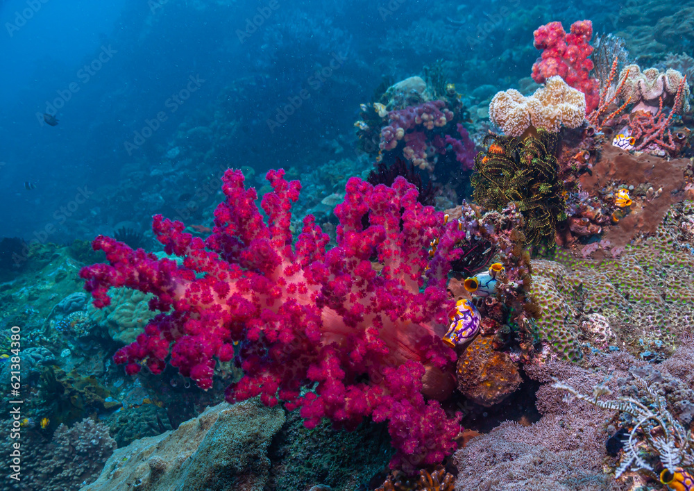 Naklejka premium Coral reef South Pacific - soft coral red