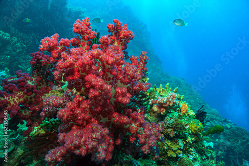 Coral reef South Pacific - soft coral red