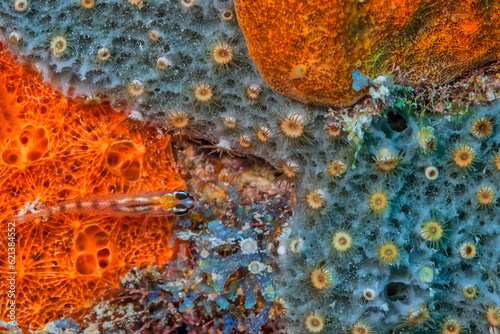 Coryphopterus personatus,masked goby photo