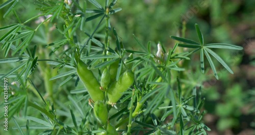 Lupine field. Green lupine plants full of pods on a sunny day, close-ups and a whole field full of grain.