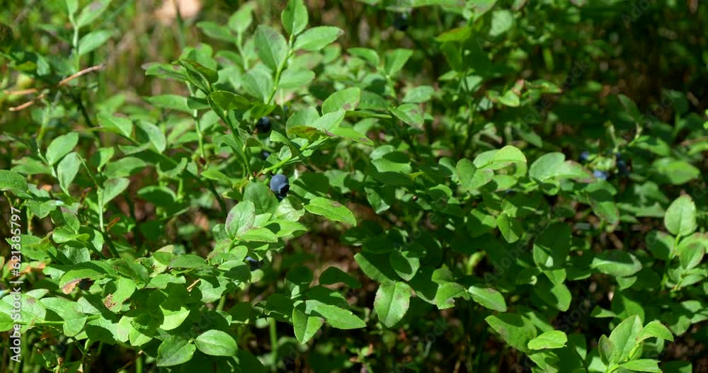 Berries in the forest. Wild bushes full of purple berries on a sunny day surrounded by moss and trees. Berries in the forest. Wild bushes full of purple berries on a sunny day surrounded by moss and trees.