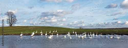 A large flock of swans swims on the lake. Whooper swan (Cygnus cygnus).
