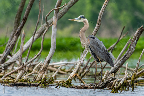 Great blue heron, Ardea herodias, perched on a dead tree in the Grand River in Grand Haven, Michigan