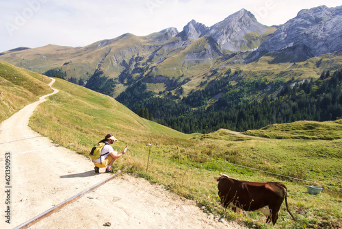 hiker watching brown cows in an alpine meadow high in the mountains
