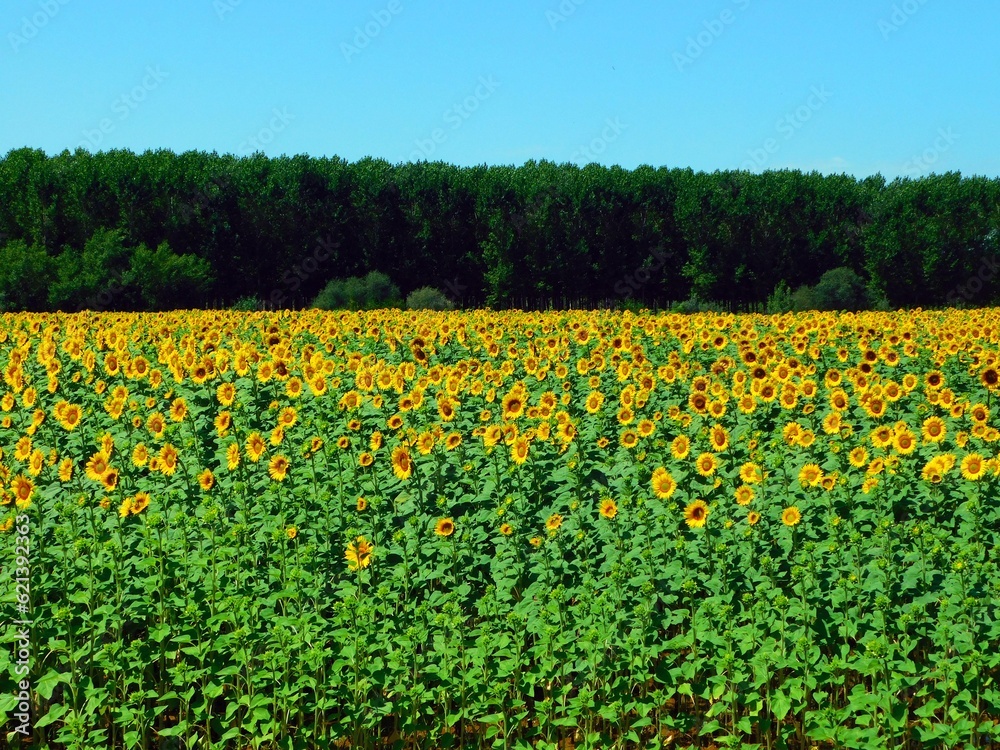 sunflower fields in july month