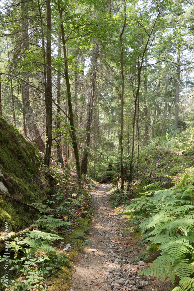 Hiking trail in the woods of Lighthouse Park in West Vancouver, British Columbia, Canada Hiking trail in the woods of Lighthouse Park in West Vancouver, British Columbia, Canada