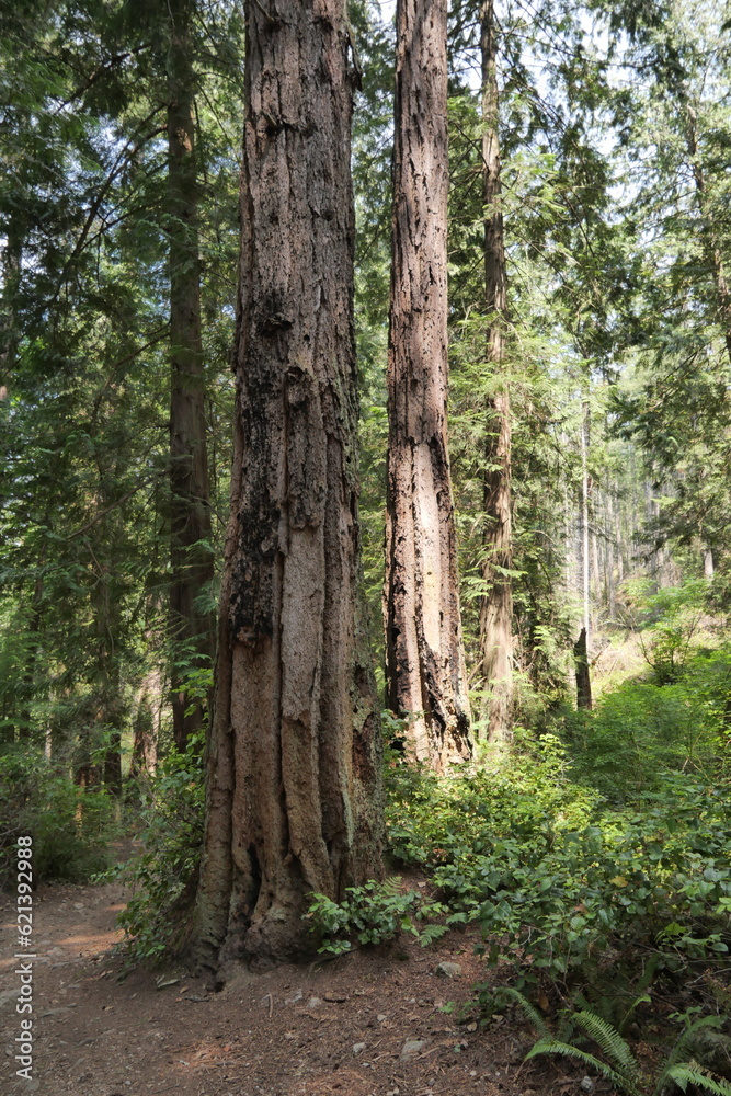 Hiking trail in the woods of Lighthouse Park in West Vancouver, British Columbia, Canada