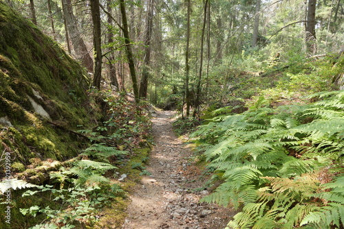 Hiking trail in the woods of Lighthouse Park in West Vancouver  British Columbia  Canada
