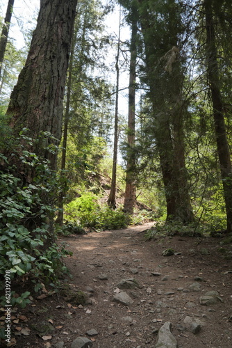 Hiking trail in the woods of Lighthouse Park in West Vancouver  British Columbia  Canada