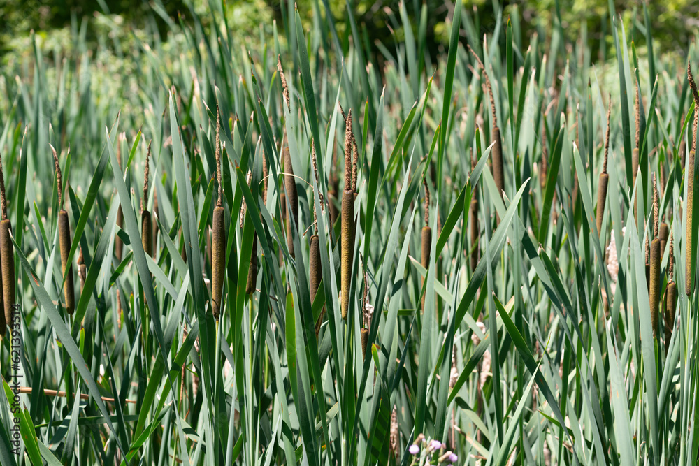 Fototapeta premium cattails in a marshy area