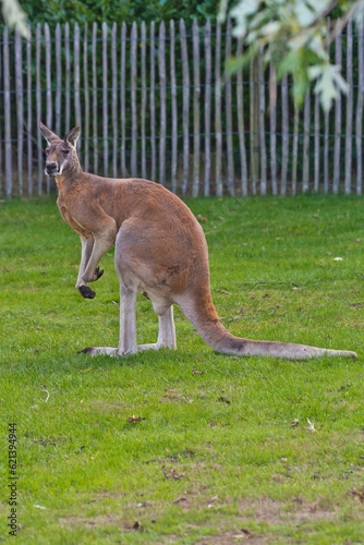  Red kangaroo, Bennetwallaby, Swamp wallaby