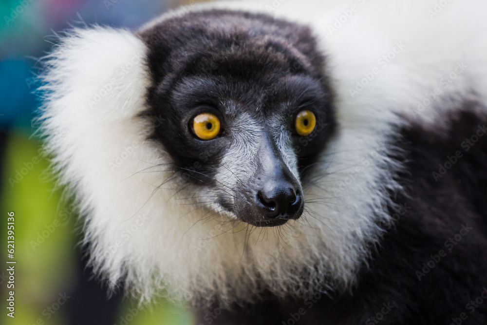Fototapeta premium Black-and-white ruffed lemur,