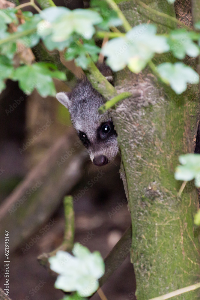 Obraz premium Animal in ZooParc Overloon