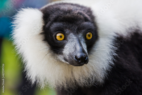 Black-and-white ruffed lemur,
