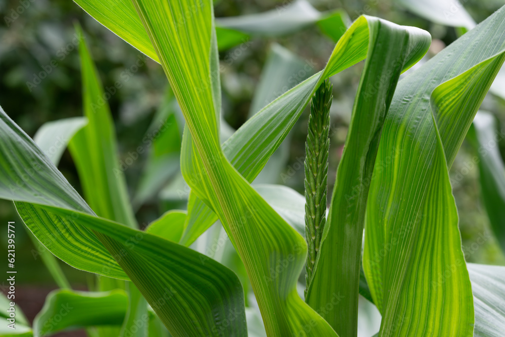 Obraz premium corn plant with young flower bud
