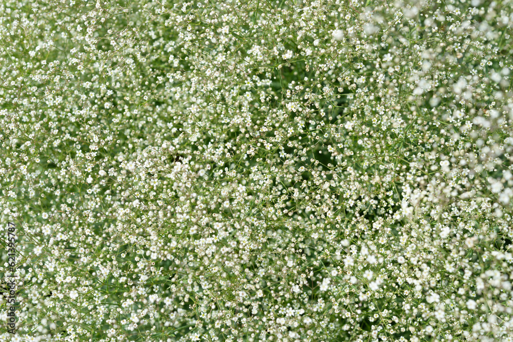 Gypsophila paniculata or tall dense baby's breath - many blooms Gypsophila paniculata or tall dense baby's breath - many blooms