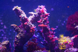 Colorful coral reef in the aquarium. Underwater world of coral reef