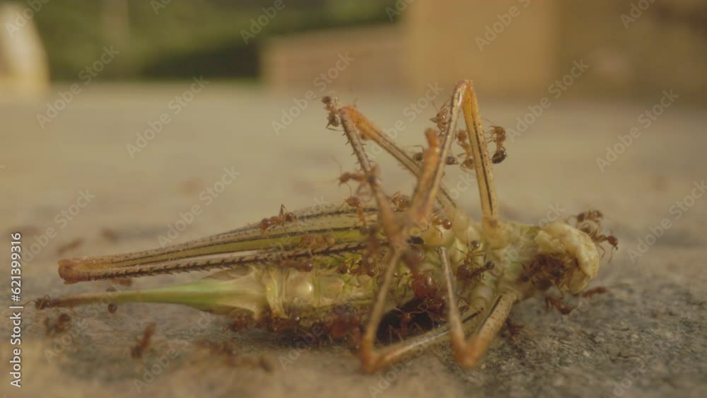 grasshopper eaten by ants