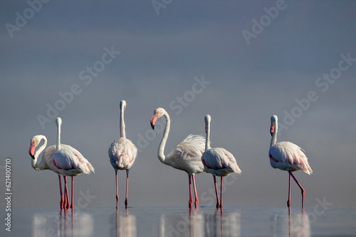 Close up of beautiful African flamingos that are standing in still water with reflection