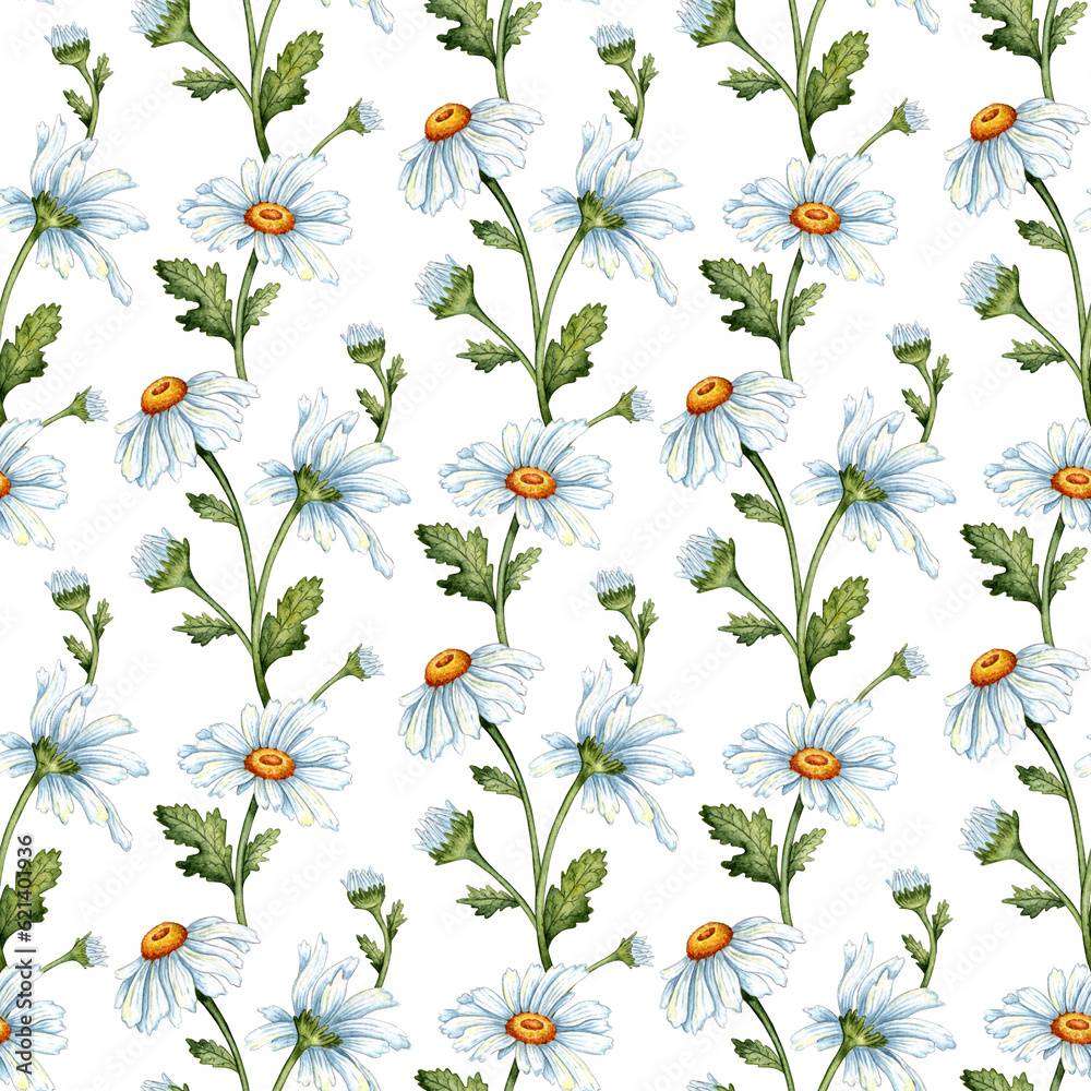 White daisies patten isolated on white background. Freehand watercolor drawing, botanical illustration. Great pattern for kitchen, home decor, stationery, wedding invitations and clothing printing. White daisies patten isolated on white background. Freehand watercolor drawing, botanical illustration. Great pattern for kitchen, home decor, stationery, wedding invitations and clothing printing.