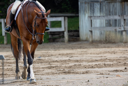 horse under saddle