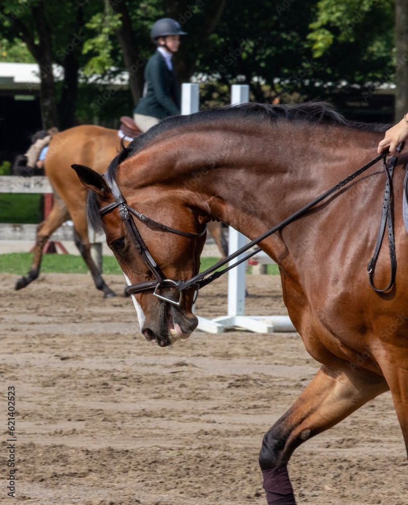 Obraz premium horse and rider