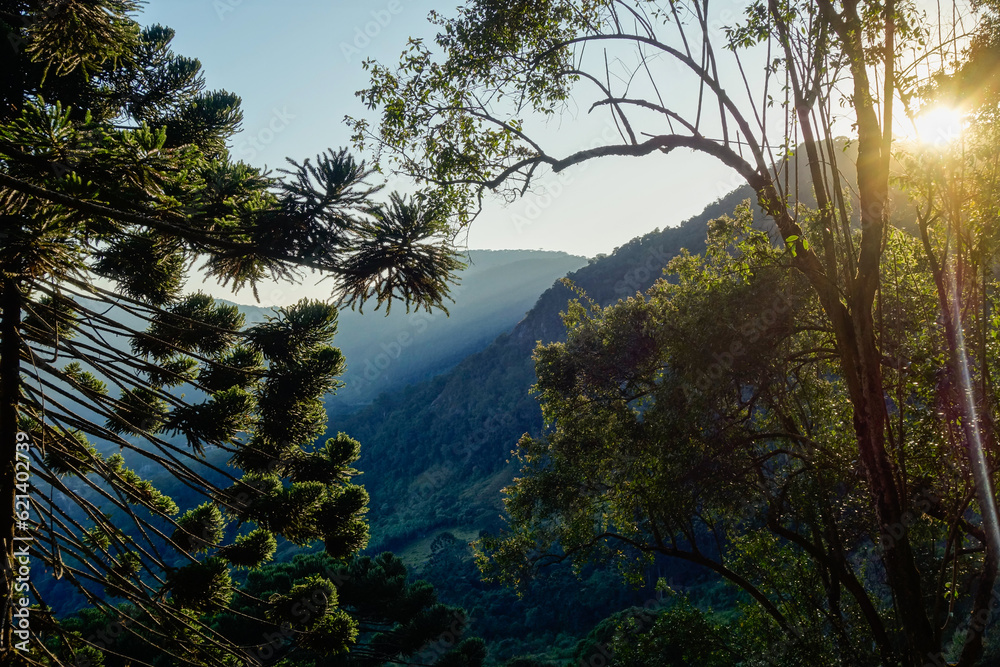 Tree crowns of Araucaria, aka Araucaria angustifolia, in forest of southern Brazil