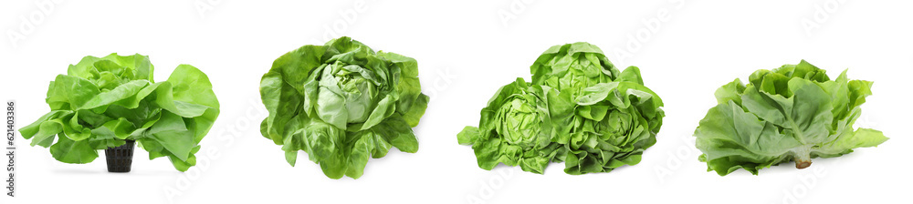 Set of fresh butterhead lettuce on white background, different views Set of fresh butterhead lettuce on white background, different views