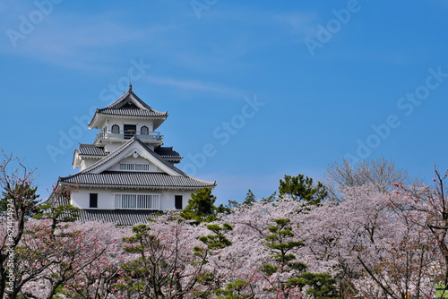 桜咲く豊公園の長浜城　滋賀県