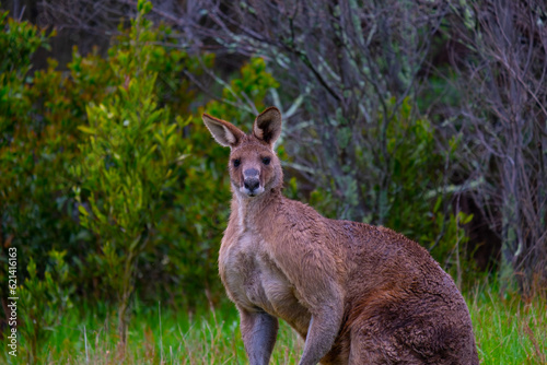 Curious Encounter: Magnificent Giant Kangaroo Engagingly Observes the Camera in the Australian Bush