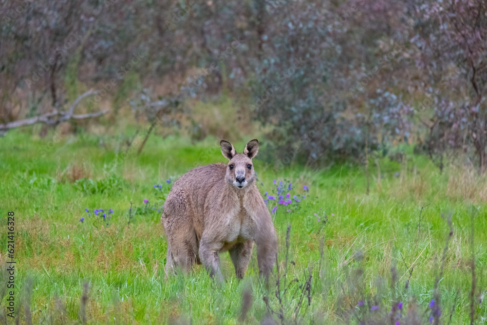 Wild Power: Mighty Kangaroo in Stealth Mode Amidst Australian Bushland Wild Power: Mighty Kangaroo in Stealth Mode Amidst Australian Bushland