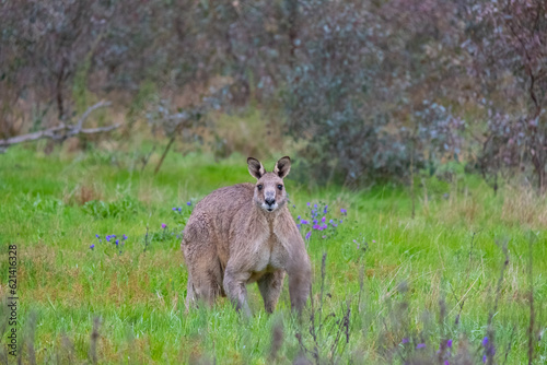 Wild Power: Mighty Kangaroo in Stealth Mode Amidst Australian Bushland