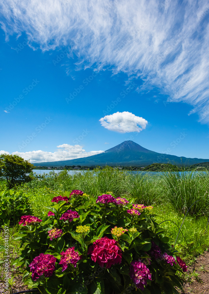 大石公園から富士山とあじさい