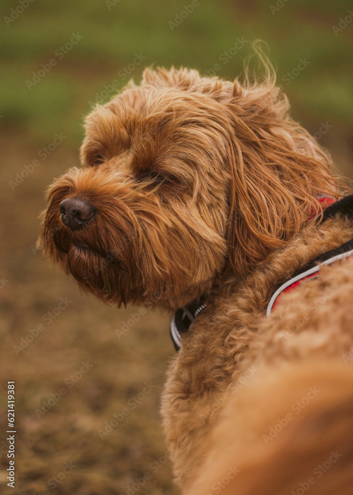 Happy Cavoodle puppy playing in the grass Happy Cavoodle puppy playing in the grass