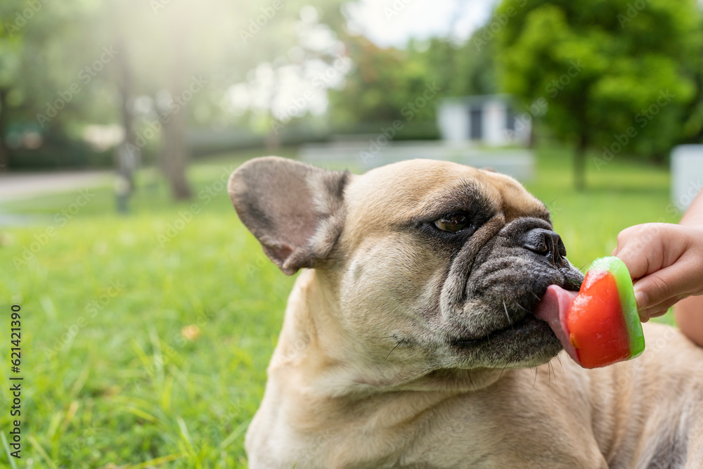 Close up French bulldog enjoy licking popsicle outdoor on summer heat.
