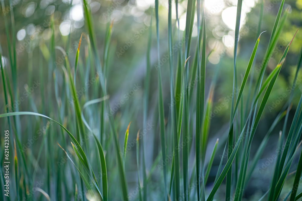 Naklejka premium Grass on blurry background